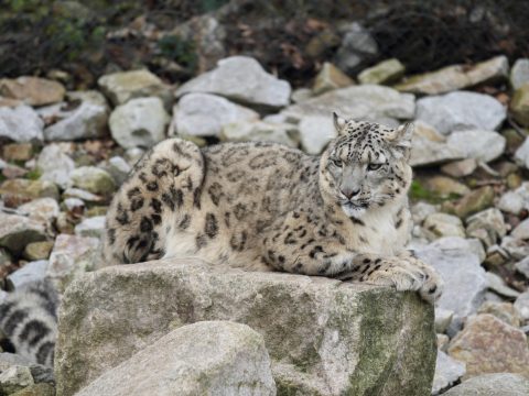 La apicultura tiene un efecto sorprendente en la población mundial de leopardos de las nieves