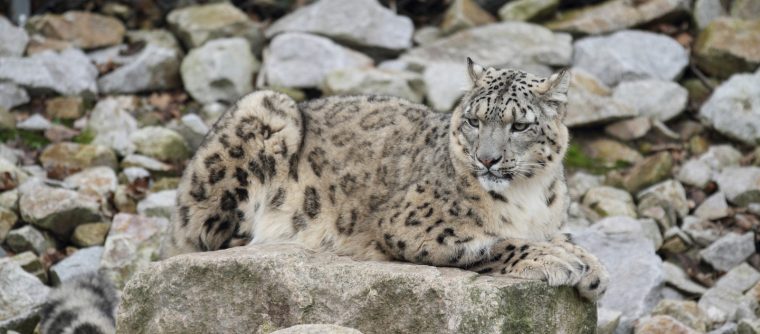 La apicultura tiene un efecto sorprendente en la población mundial de leopardos de las nieves