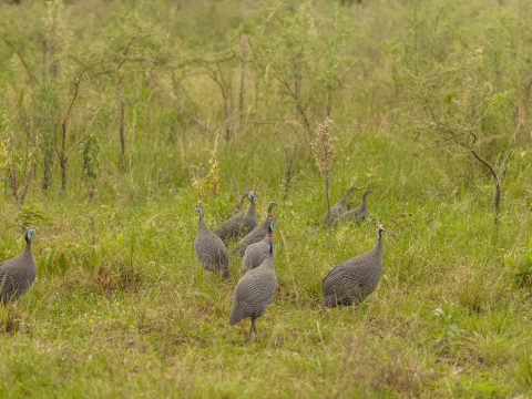 ¿Podría el ecoturismo sustituir a la industria minera guineana?