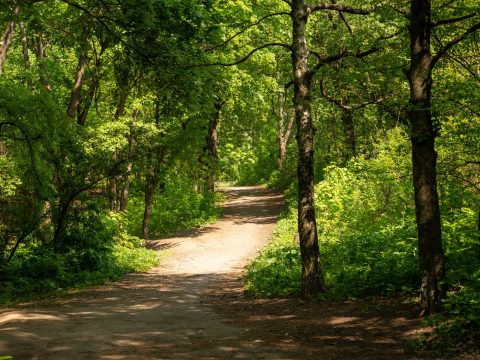 La Ley de Restauración de la Naturaleza y la estrategia de Biodiversidad de la UE